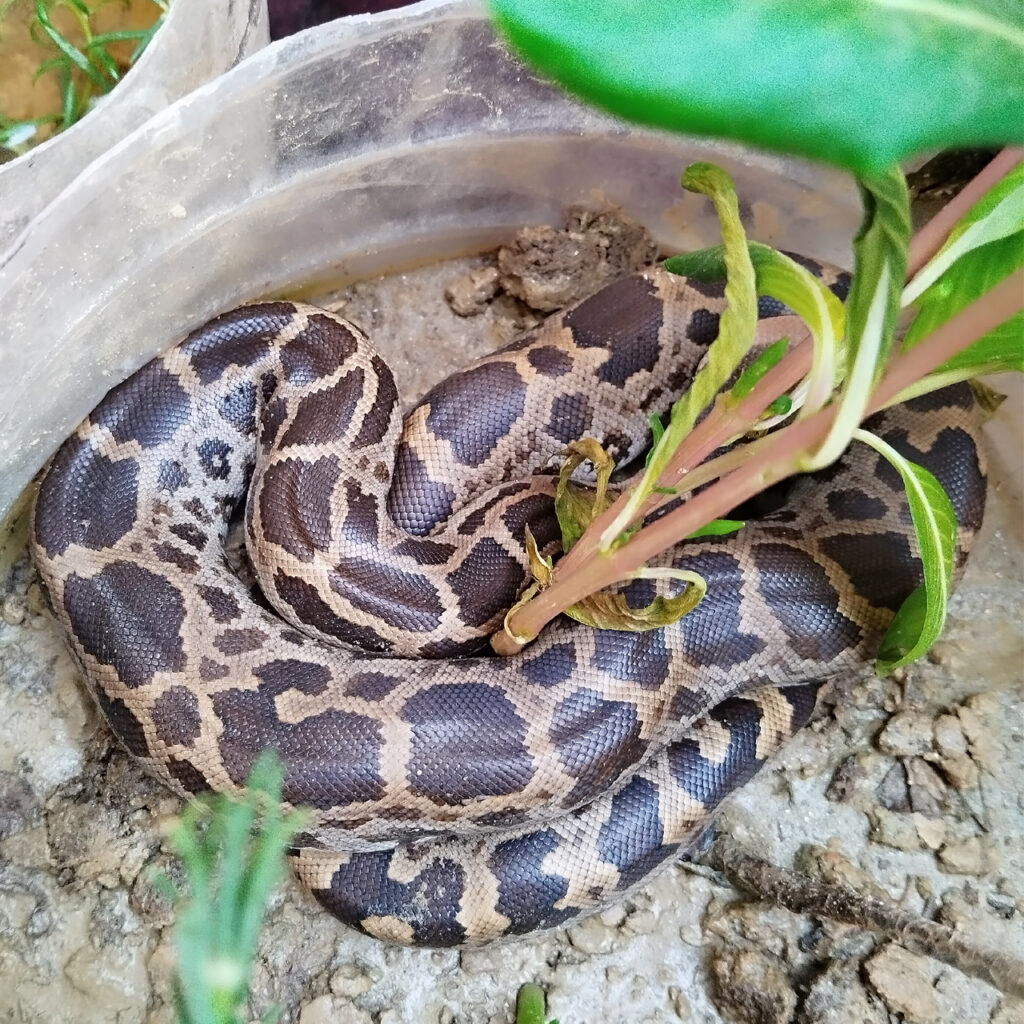 Snake Rescue Team in India