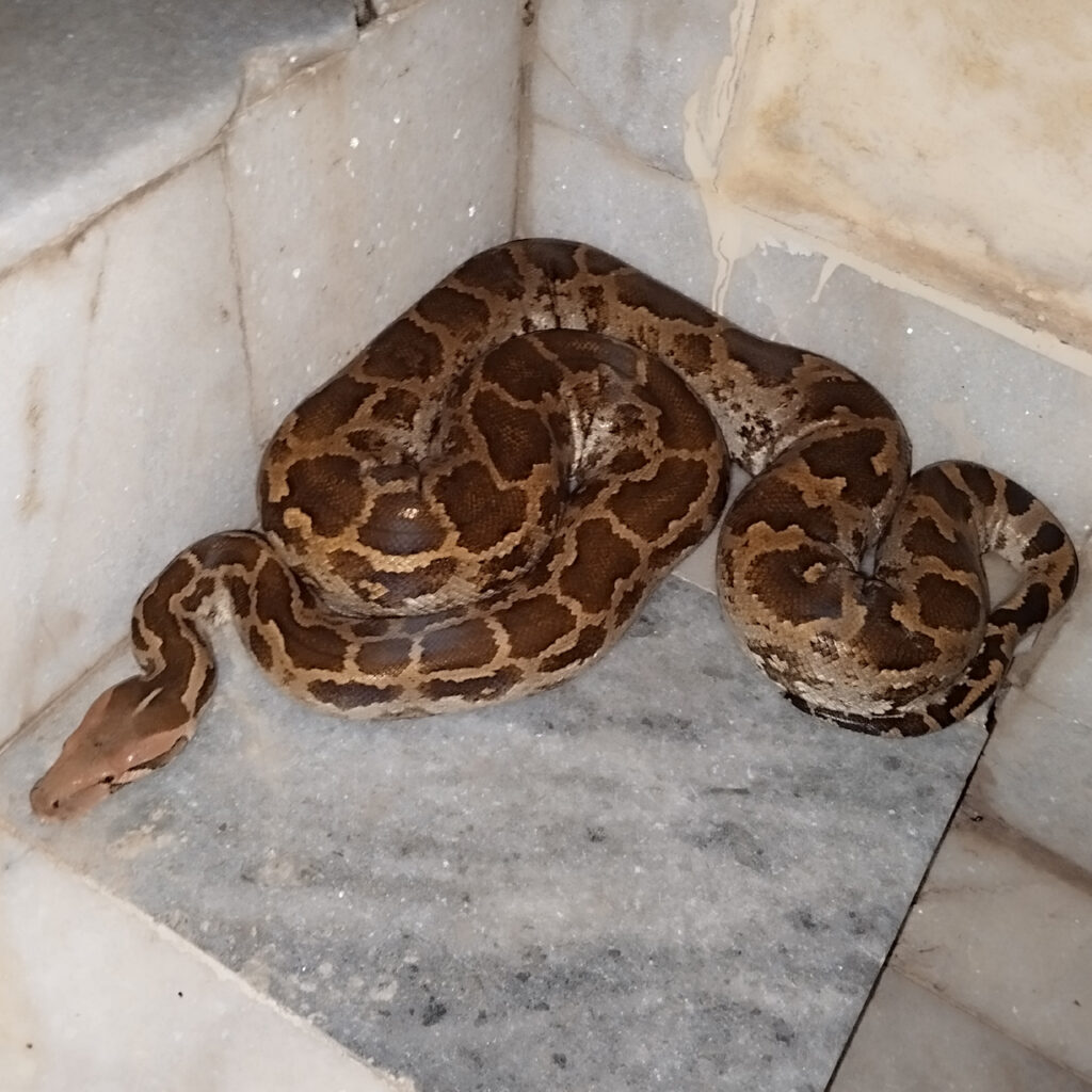 Snake Rescue Team in India