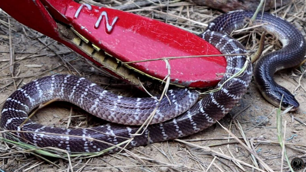Snake Rescue Team in India