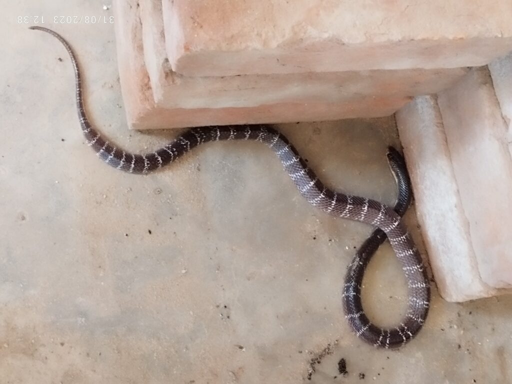 Snake Rescue Team in India