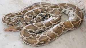 Snake Rescue Team in India