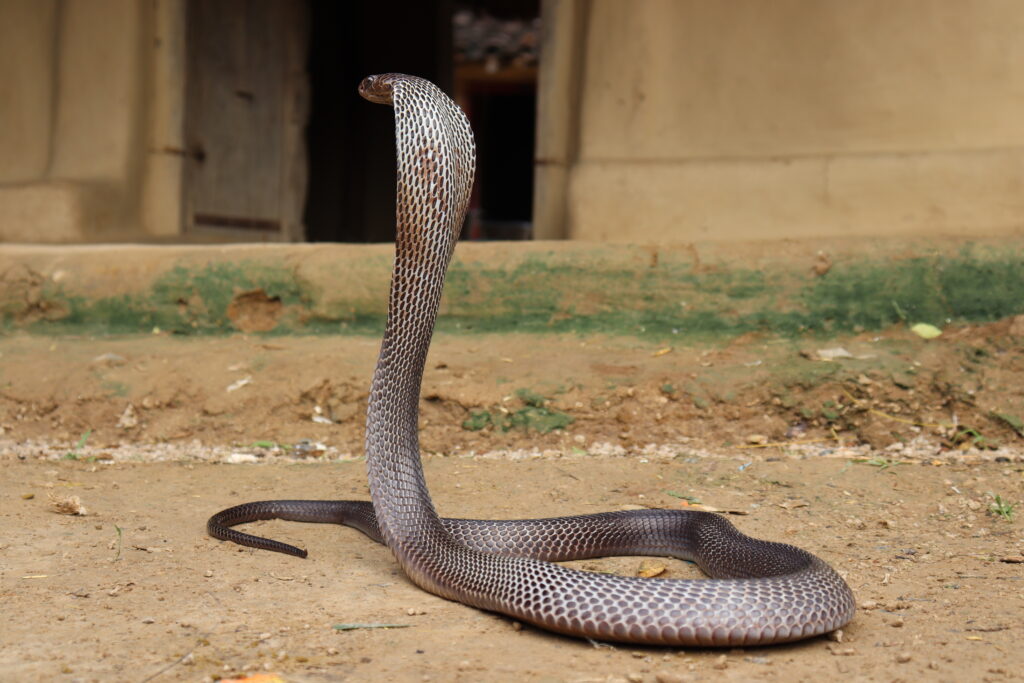 snake rescue team madhya pradesh