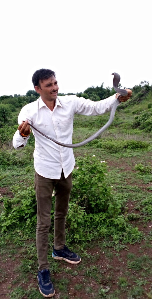 Snake Rescue Team in India Snake Catcher Khandwa