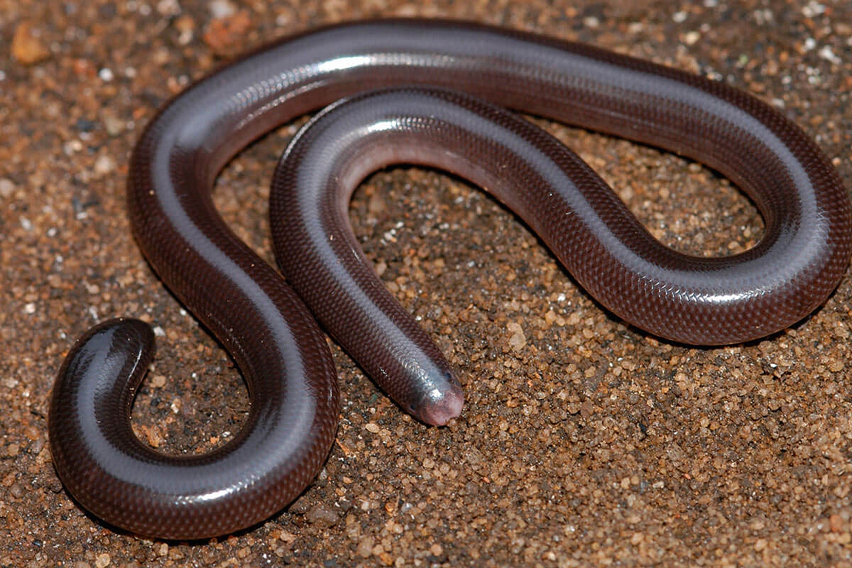 Brahminy Worm Snake