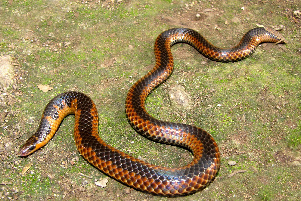 Mahableshwar Shieldtail