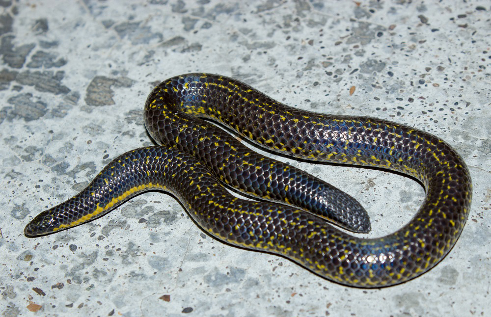 Phipson's Shieldtail