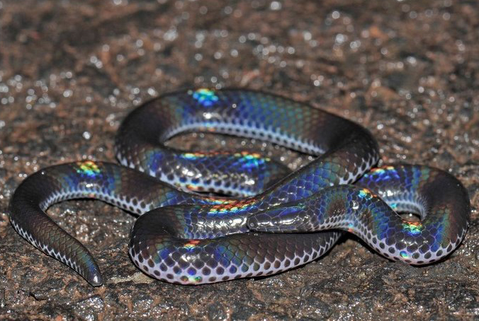 Khaire's Black Shieldtail