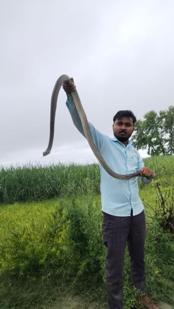 Snake Catcher Lakhimpur Kheri