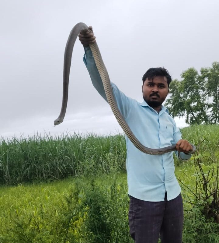 Snake Catcher Lakhimpur Kheri