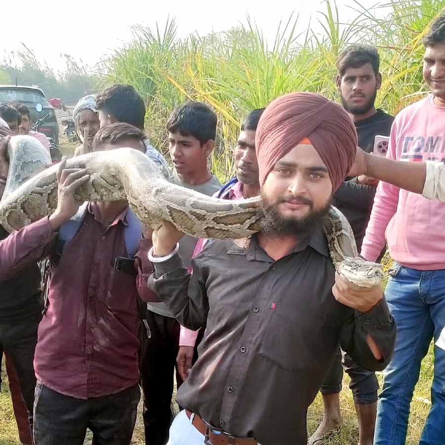 Snake Rescue Team in India snake catcher sambhal