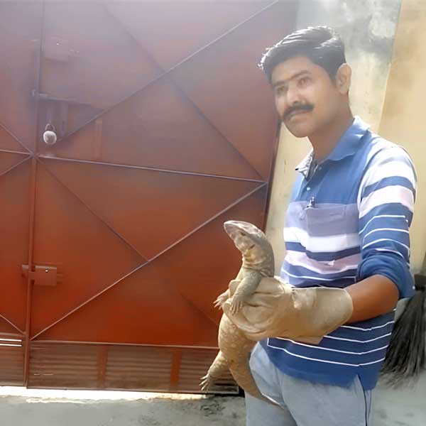 snake catcher meerut