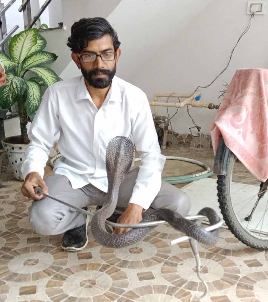 Snake Rescue Team in India Snake Catcher Indore