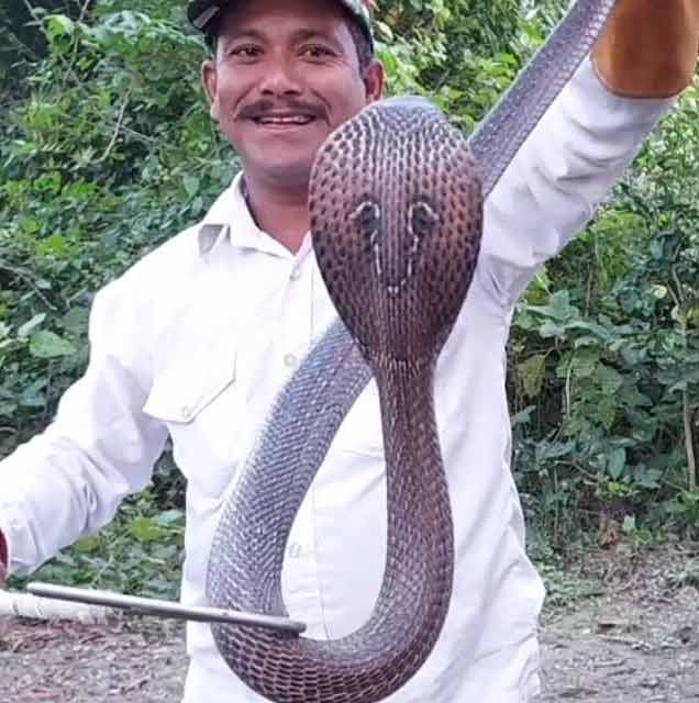 snake catcher sant kabir das nagar