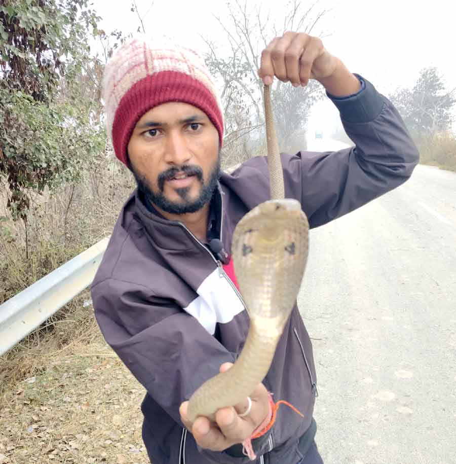 Snake Rescue Team in India Snake Catcher Gorakhpur