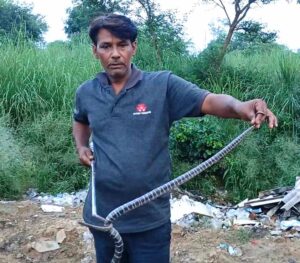Snake Rescue Team in India Snake Catcher Bulandshahr