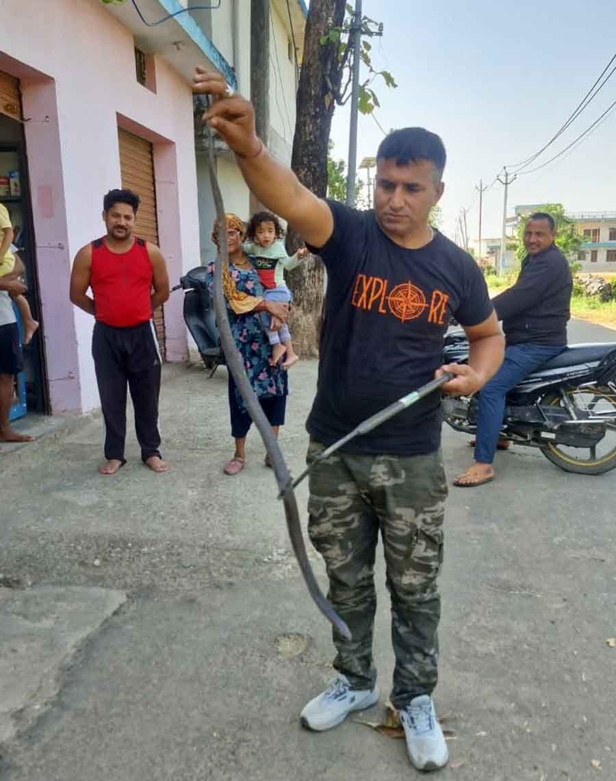 Snake Rescue Team in India Snake Rescue Team in India