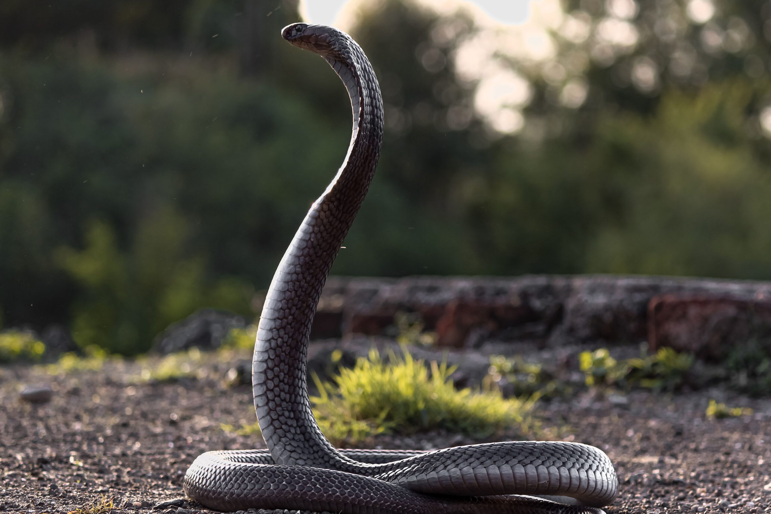 Snake Rescue Team in India