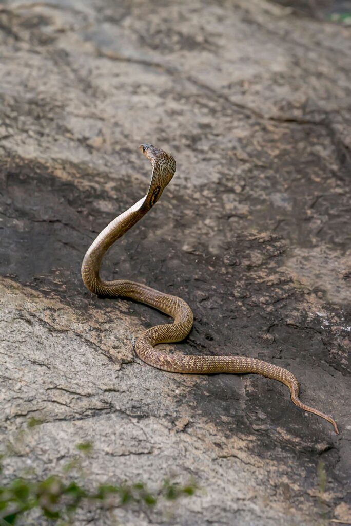 Snake Rescue Team in India