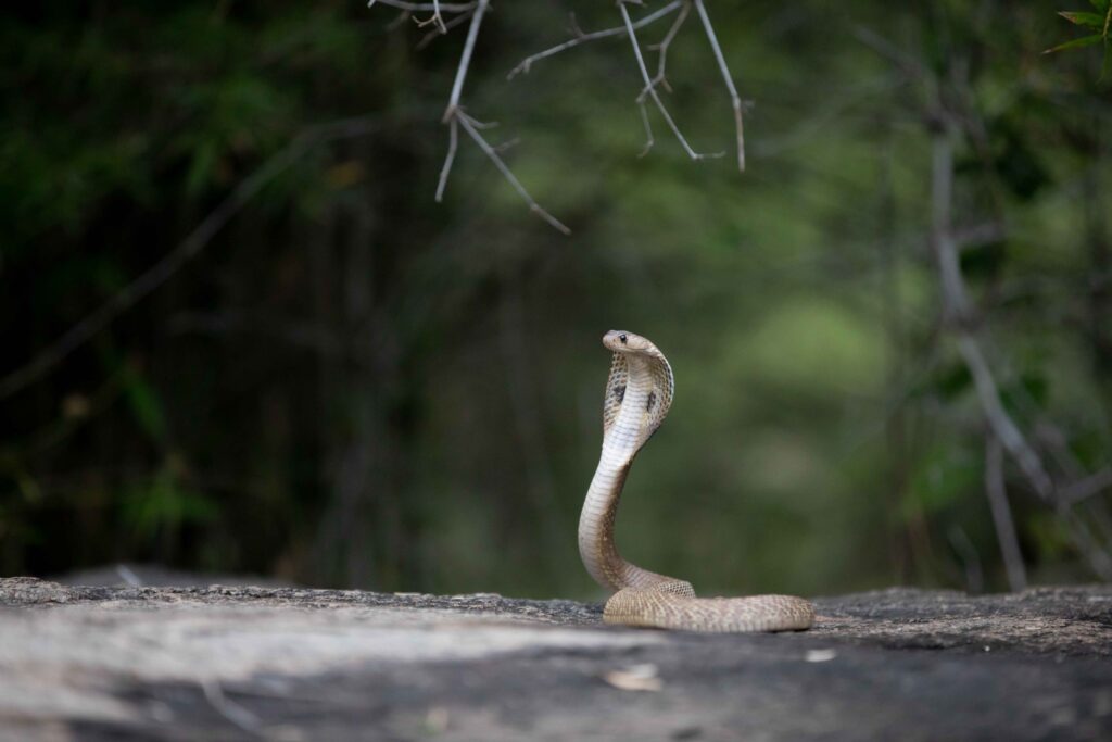 Snake Rescue Team in India