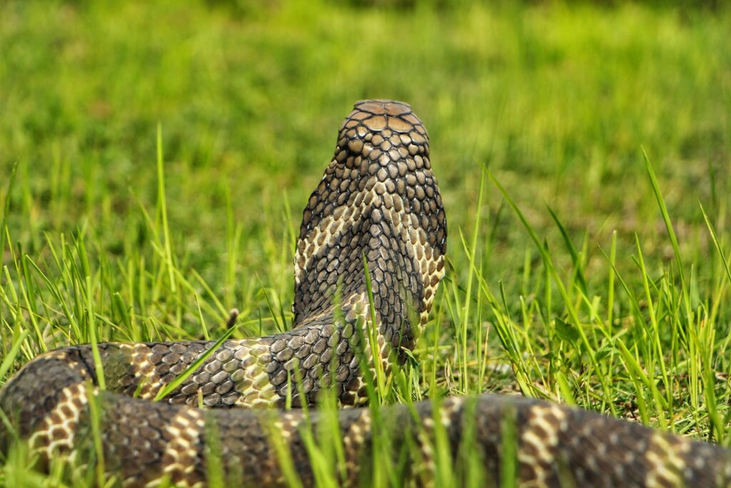 Snake Rescue Team in India