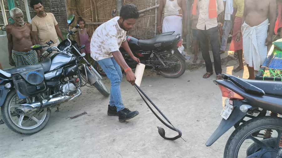 Snake Rescue Service Bahraich