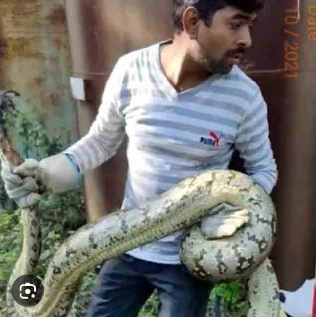 Snake Catcher Rewari