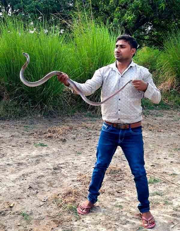 Snake Rescue Team in India Snake Catcher Ghazipur